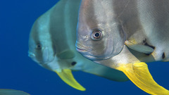 Ocean Sea underwater nature