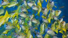 Ocean Sea underwater nature