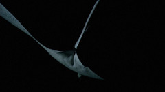 Ocean Sea underwater nature