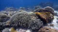 Ocean Sea underwater nature