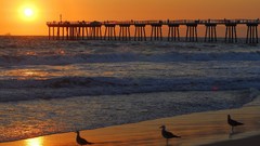 Ocean seagulls Docks nature