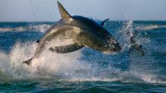 Ocean Seals Animals Sharks