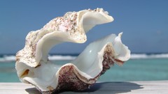 Ocean seashells blue skies depth of field