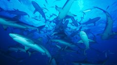 Ocean Sharks underwater Bahamas