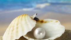 Ocean shells pearls oysters