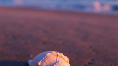 Ocean shore Sea Beaches