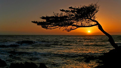Ocean sky tree sunset