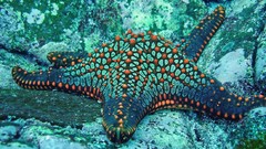 Ocean starfish underwater