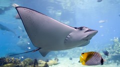 Ocean stingray Great Barrier Reef