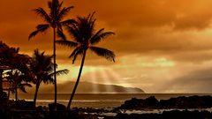 Ocean sunlight palm trees