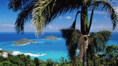 Ocean Trees tropical Islands