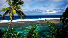 Ocean tropical palm trees