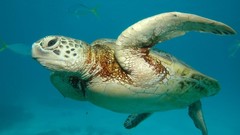 Ocean turtles Great Barrier Reef