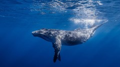Ocean underwater Humpback whale