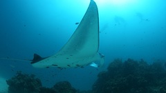 Ocean underwater manta ray