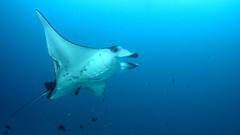 Ocean underwater manta ray