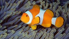 Ocean underwater Sea