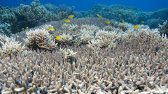 Ocean underwater Sea