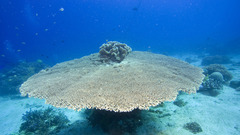 Ocean underwater Sea