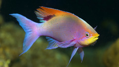 Ocean underwater Sea