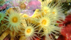 Ocean underwater sea anemones