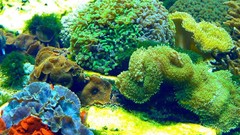 Ocean underwater sea anemones