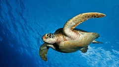 Ocean underwater turtles