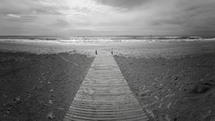 Ocean walkout black amp