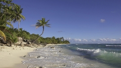 Ocean waves tropical palm