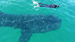 Ocean whale shark