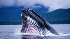 Ocean Whales Arctic