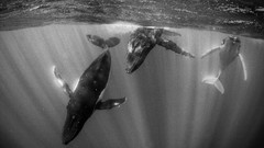 Ocean Whales monochrome national geographic grayscale
