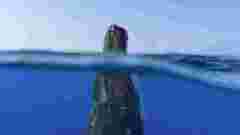 Ocean Whales split-view