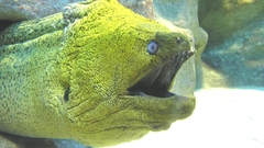 Oceans Green Moray eel