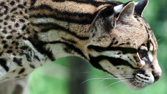 Ocelot Wild cat high