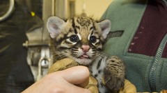 Ocelots baby animals
