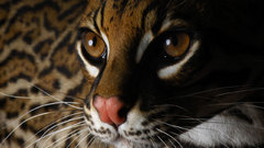 Oclot Animals cool cat