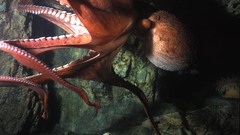 Octopus high
