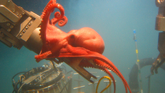 Octopus high Resolution