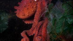 Octopus vertical high Resolution