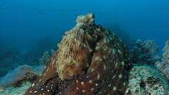 Octopuses
