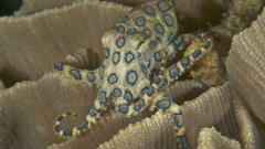 Octopuses Cephalopod