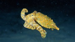 Octopuses Sea nature Animals