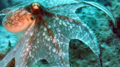 Octopuses underwater