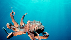 Octopuses underwater Cephalopod