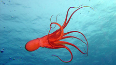 Octopuses underwater Cephalopod Animals