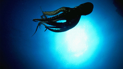 Octopuses underwater sealife