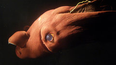 Octopuses underwater vampyroteuthis infernalis