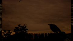 Odin Ravens dark bird