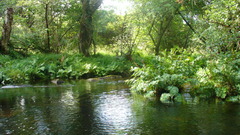 Of Killarney nature day